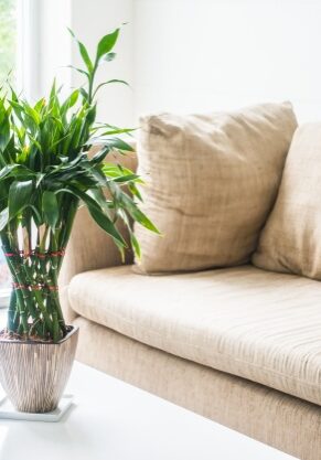 special-needs-trusts